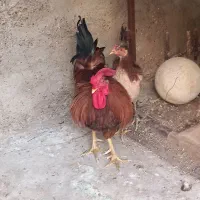 مرغ و خروس