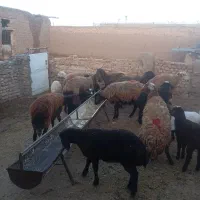 میش زایده بره دار