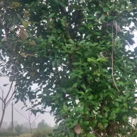 ۶۰۰‌متری‌لولمان ‌چهارده|فروش خانه و ویلا|بابل, |دیوار