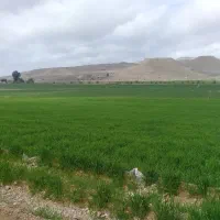 فروش کاه گندم درجه یک