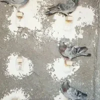 کبوتر جوان|پرنده|شیراز, گل سرخ|دیوار