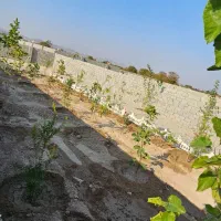 باغچه نقلی زیبا چهار دیواری ۲۰۰متر|فروش زمین و ملک کلنگی|تهران, یافت آباد جنوبی|دیوار