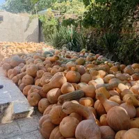 کدو|عمده‌فروشی|آشخانه, |دیوار