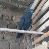 کبوتر زاغ