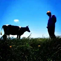 خریدار و معامله گاو وگوساله دست پا شکسته و حذفی