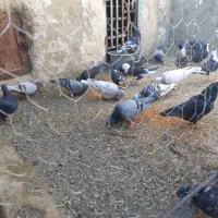 کبوتر فروشی