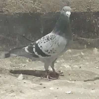 کفتر بوم۳۰عدد