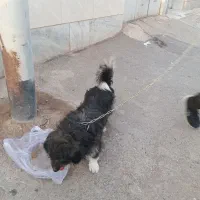 واگذاری سگ پاپی