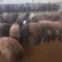 ۱۰۰ راس بره نر پروار وپای پروار بصورت کلی وتکی|حیوانات مزرعه|هشتگرد, فشند|دیوار