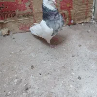 کفتر یا کبوتر طوقی معاوضه با عروس هلندی|پرنده|بافق, |دیوار