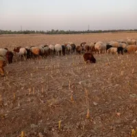 مقداری گوسفند میش و بره|حیوانات مزرعه|اندیمشک, |دیوار