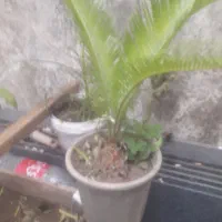 گل سیکاس