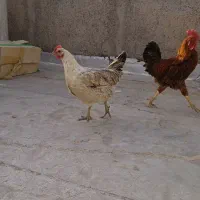 مرغ و خروس محلی