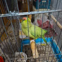 طوطی ملنگو ماده دستی