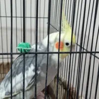 عروس هلندی سخنگو|پرنده|پرند, فاز ۵|دیوار