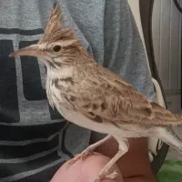 پرنده گمشده|پرنده|مرودشت, استادیوم|دیوار