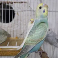 مرغ عشق رینبو و چند نژاد دیگه و گلبسر