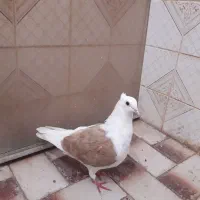 کبوتر  دوکتی|پرنده|اهواز, فاز ۱ پادادشهر|دیوار