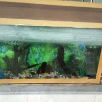 اکواریوم|ماهی|بیرجند, |دیوار