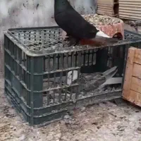 زاغ دمسفید کلاهی