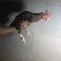 خروس خزک معاوضه با مرغ|حیوانات مزرعه|زابل, |دیوار