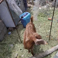 گوسفند ماده محلی گوش بلند