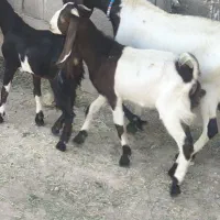 بزغاله پاستانی دو عدد نر ماده