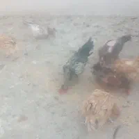 مرغ وخروس|حیوانات مزرعه|ری, دولتآباد|دیوار