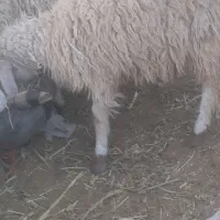 گوسفندشیرمناسب