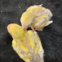 جوجه کوتوله زرد صورت هلویی