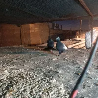 بهبونی|لوازم جانبی حیوانات|شیراز, کوشک میدان|دیوار