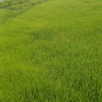 بذر شالی طارم دم سیاه