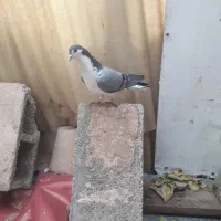 دمگیر نر سینه دم پاک گلدم|پرنده|اصفهان, فردوان|دیوار