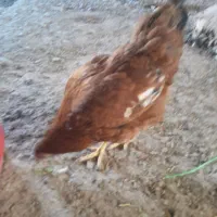 مرغ تخمگذار