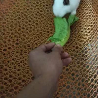 خرگوش چشم قرمز|موش و خرگوش|آبپخش, |دیوار