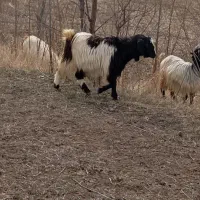 سلام یه بز سالم سرحال بفرش میرسد