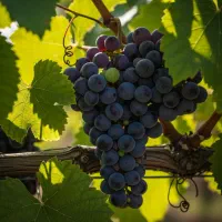 فروش ویـژه نهـال گـلابی پــربــار|خدمات باغبانی و درختکاری|مریوان, |دیوار