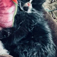 واگذاری گربه پرشین