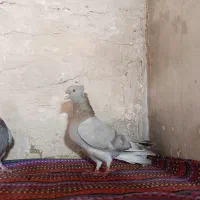 کبوتر اصفهانی|پرنده|برخوار, |دیوار