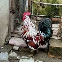 خروس گلین لری