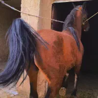 فروش یک راس اسب مادیان فوق العاده پرخون و جنس