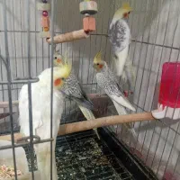 چهار عدد عروس هلندی نرو ماده