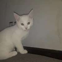 بچه گربه فروشی 4ماهه