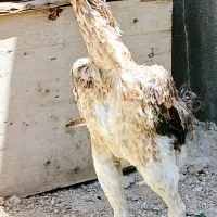 خروس و مرغ لاری