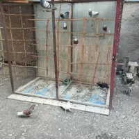 فروش کبوتر