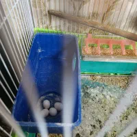 مرغ عشق ماده|پرنده|رودهن, |دیوار