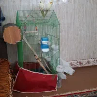 عروس هلندی|پرنده|قشم, |دیوار