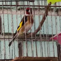 سهره گل قغل