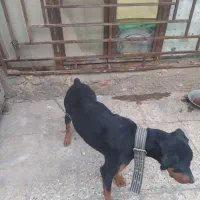 سگ دوبرمن|سگ|سیرجان, |دیوار