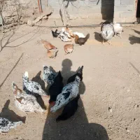تخم مرغ نطفه دار